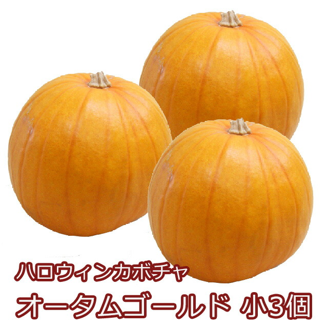 ハロウィン かぼちゃ 西洋南瓜 種根かぼちゃ 秋期ゴールド ちっちゃさ 個 装飾品品 でかい 飾り 装飾 オブジェ 西洋南瓜 壁掛け 野外 入り 妖婆 かぼちゃの車力 農産物 スコア消化 100円 300円 500円 Geo2 Co Uk