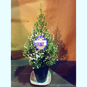クリスマスの寄せ植え♪＊ラナンキュラス・ウピスが入荷