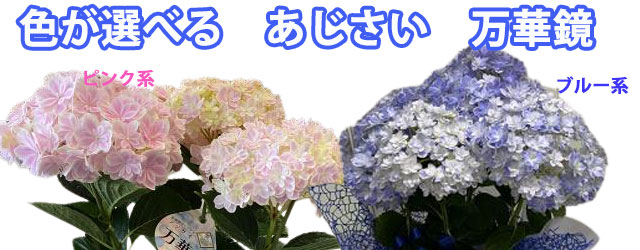 売り切れ必至 母の日 父の日 あじさい 鉢植え プレゼント あじさい 万華鏡 色が選べる 5寸 5号 篭付き ラッピング無料 ギフト 紫陽花 アジサイ 苗 新 品種 母 誕生日 万華鏡 早割 花 花材 花ギフト ポイント消化 花ギフト 山形産果物野菜 花樹有 新品即決