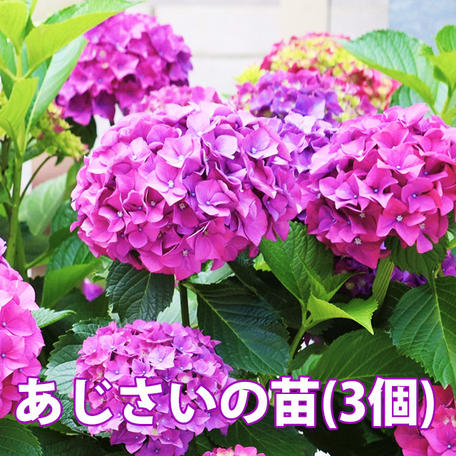 あじさい 鉢植え 植栽 ハイドランジア ポイント消化 苗 22 ギフト 紫陽花 品種 ２００円 送料無料 父の日 ５００円 １０００円 １００円 ドライフラワー アジサイ 希少 ３００円 お中元 珍しい 新 花ギフト