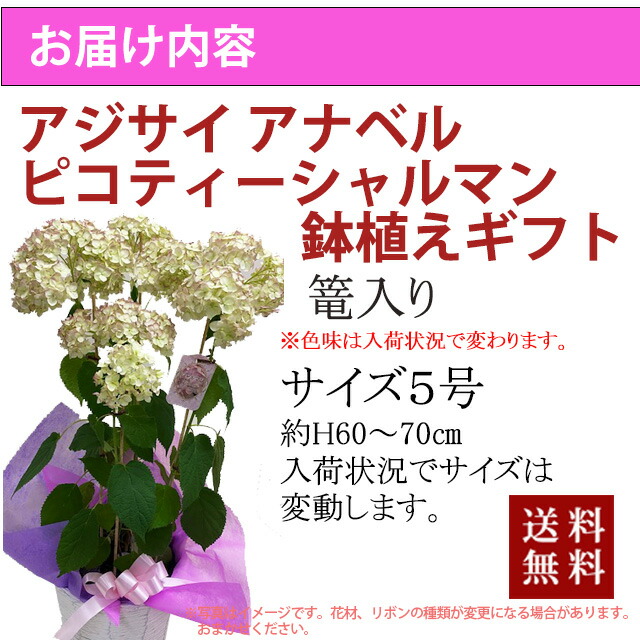 あじさい アナベル 100円 300円 500円 お中元 アジサイ ギフト ハイドランジア ピンク ポイント消化 父の日 紫陽花 花ギフト 送料無料 鉢植え 最も優遇 ピンク