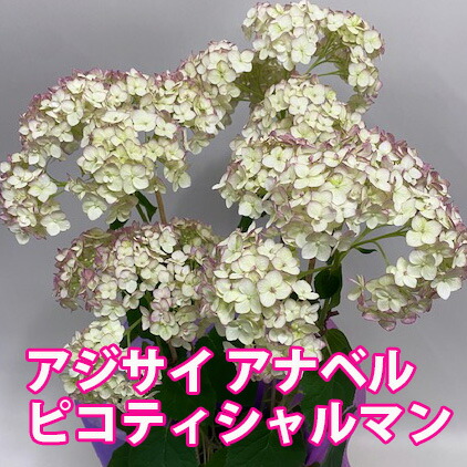 あじさい アナベル ピンク 送料無料 父の日 お中元 ギフト アジサイ 紫陽花 鉢植え ハイドランジア 花ギフト ポイント消化 100円 300円 500円 春の新作シューズ満載