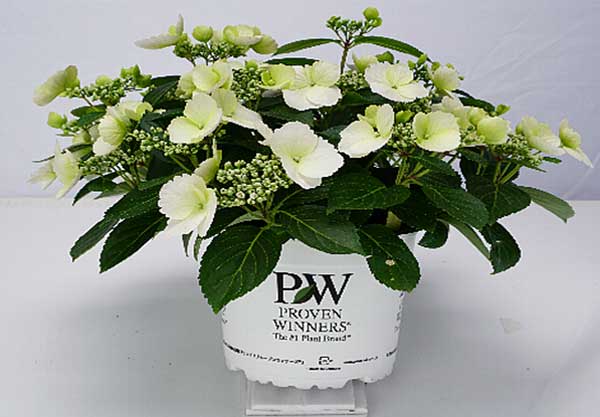 楽ギフ のし宛書 ハイドランジア アジサイ 母の日 ギフト 西洋アジサイ ガクアジサイ 花ギフト ポイント消化 100円 300円 500円 Smartpipe Com Br 楽ギフ のし宛書 ハイドランジア アジサイ 母の日 ギフト 西洋アジサイ ガクアジサイ 花ギフト ポイント消化 100円 300円 500円 Smartpipe Com Br