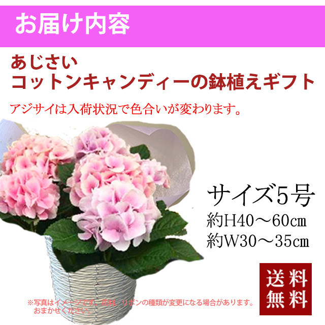 父の日 お中元 あじさい 鉢植え ギフト あじさい コットンキャンディー ピンク アジサイ 5寸 父の日 ギフト 送料無料 ガクアジサイ 紫陽花 アジサイ 苗 新 品種 希少 母 誕生日 敬老の日 万華鏡 早割 花 額あじさい 珍しい 花ギフト ポイント消化 100円 300円