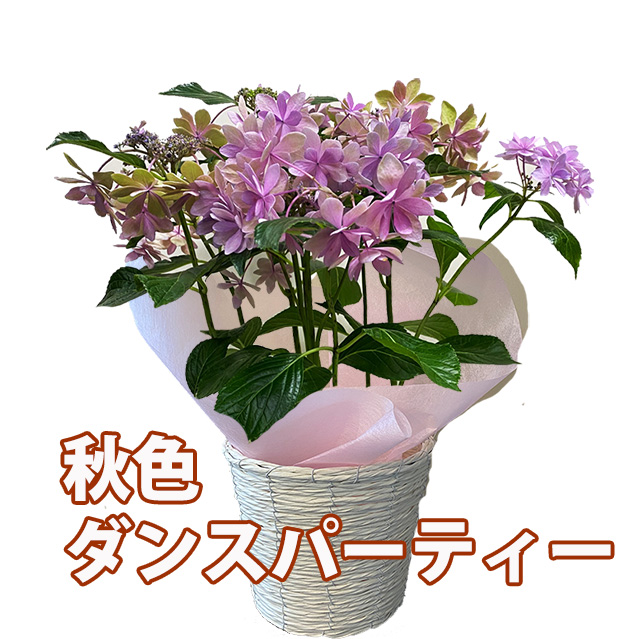 上品 あじさい 鉢植え ギフト 秋色 ダンスパーティー 紫陽花 ピンク ブルー 父の日 お中元 22 送料無料 アジサイ 苗 新 品種 希少 母 誕生日 敬老の日 早割 花 ハーバリウム 花材 ドライフラワー 珍しい 花ギフト ポイント消化 100円 300円 500円