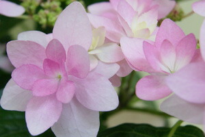 あじさい 鉢植え ギフト ダンスパーティー 紫陽花 ピンク 父の日 お中元 ギフト 送料無料 紫陽花 アジサイ 苗 新 品種 希少 母 誕生日 敬老の日 早割 花 ハーバリウム 花材 ドライフラワー 珍しい 花ギフト ポイント消化 100円 300円 500円 Napierprison Com