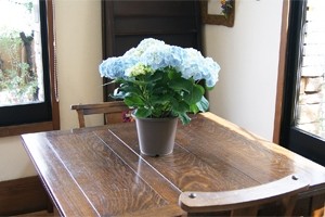 父の日 お中元 あじさい アジサイ マジカルレボリューション カメレオンの様に色が変わる あじさい 送料無料 鉢植え 紫陽花 ハイドランジア 西安 ダンスパーティー 西洋アジサイ ガクアジサイ 花ギフト ポイント消化 100円 300円 500円 Napierprison Com