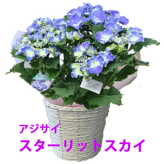 楽天市場】母の日 2025 アジサイ 紫陽花 あじさい 鉢植え ギフト