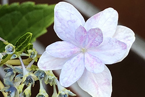 海外限定 紫陽花 22 隅田の花火 アジサイ スミダの花火 墨田の花火 スミダノハナビ すみだの花火 あじさい 鉢植え 育て方 花言葉 通販 母の日 苗 珍しい 父の日 お中元 新品種 希少 ブルー プレゼント 花ギフト Homologacao Mascotinn Com Br