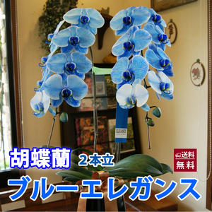 胡蝶蘭 青い胡蝶蘭 ブルーエレガンス 2本立 ポイント消化 100円 300円 500円|花ギフト 山形産果物野菜 花樹有