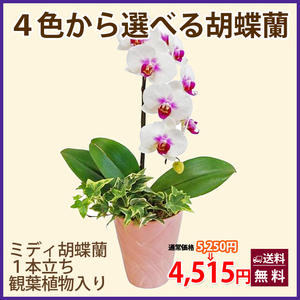 楽天市場 ミディー系胡蝶蘭１ｆ ４種類の品種と色から選べる 送料無料 ポイント消化 100円 300円 500円 花ギフト 山形産果物野菜 花樹有