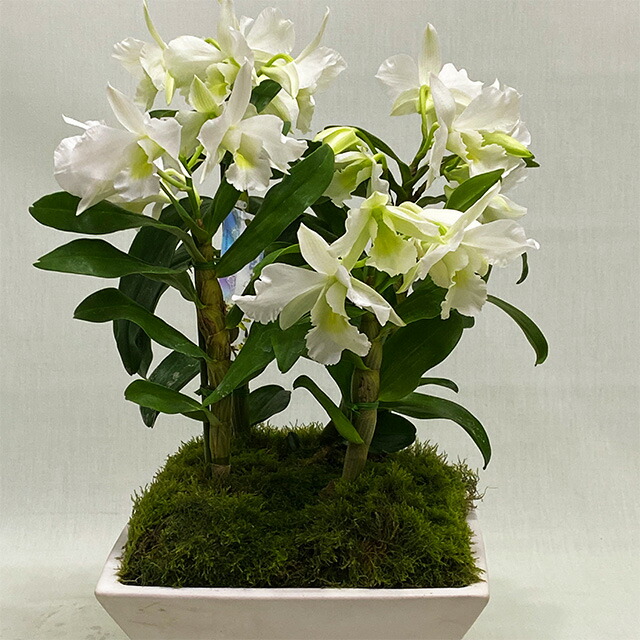 Sale 公式 楽天市場 お中元 デンドロビウム フォーミー 白 蘭 送料無料 フォーミーデブル 鉢植え Sサイズ お中元 ギフト プレゼント ギフト 花 鉢 育て方 デンドロビウム ファレノプシス 植え替え ポイント消化 100円 300円 500円 花ギフト 山形産果物