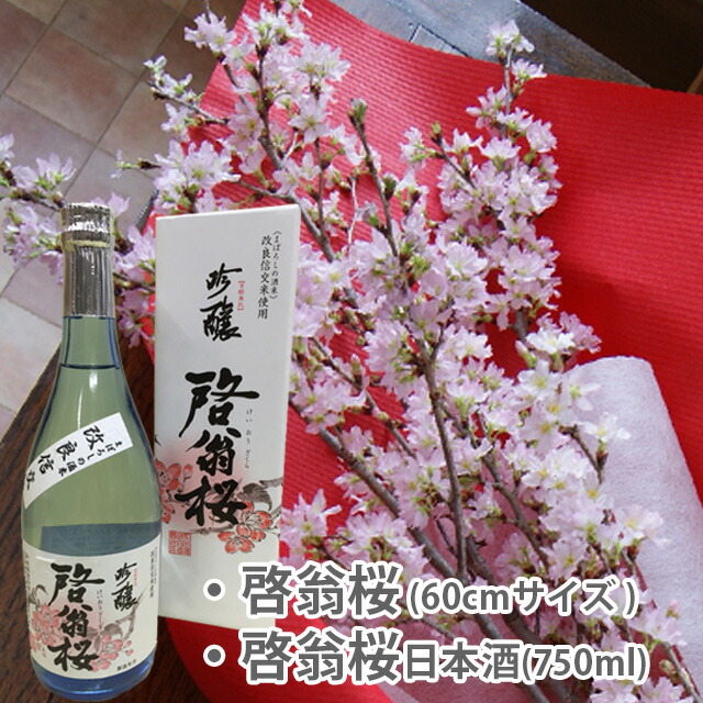 【楽天市場】啓翁桜 花見酒 60ｃｍ 10本 日本酒 啓翁桜 セット 桜 枝 