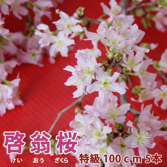 【楽天市場】啓翁桜 100ｃｍ ５本 桜 枝 生花 さくら 花束 山形 プレゼント 正月の花 お歳暮 年末 年始 年賀状 成人式 送別 販売 切り花  花言葉 啓翁桜とは 鉢植え 盆栽 育て方 方法 通販 さくらの花 花瓶 鉢植え 80ｃｍ 苗 苗木 造花 花ギフト クリスマス : 花ギフト ...