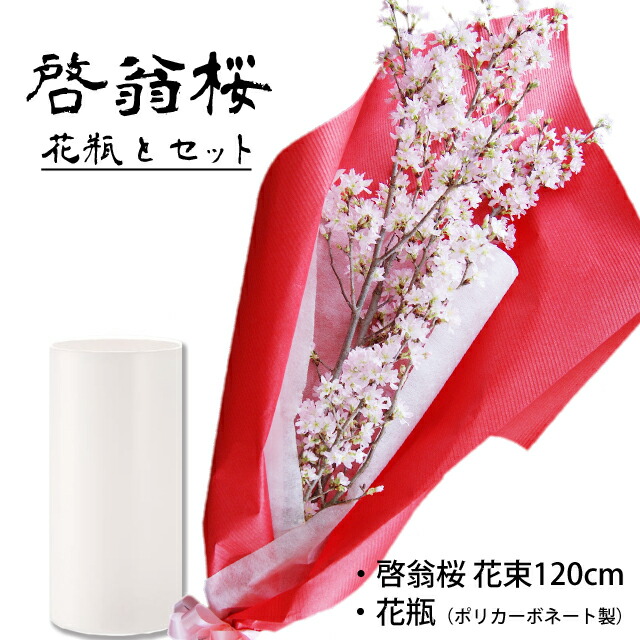 楽天市場】啓翁桜 80cm 7本～8本 桜 枝 生花 さくら 花束