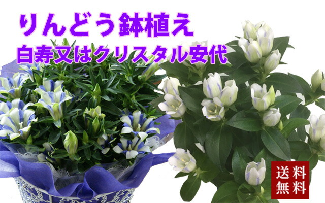 笹りんどう りんどう 白寿 鉢植え 送料無料 盛時 苗 白寿 竜胆 敬老の太陽日 お大悟 敬老の日 贈物 配列 供花 竜胆 礼物 苗 花ギフト か所消化 100 300円 500円 Hotjobsafrica Org