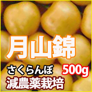 さくらんぼ 2025年予約 月山錦 【 秀 2L 500g 山形 送料無料 贈答用 並べ詰め風 加藤農園  】 お中元 ギフト プレゼント 通販 産地 サクランボ  ナポレオン 高砂 紅秀峰 アメリカンチェリー 東根市 農産物 ポイント消化 100円 300円 500円