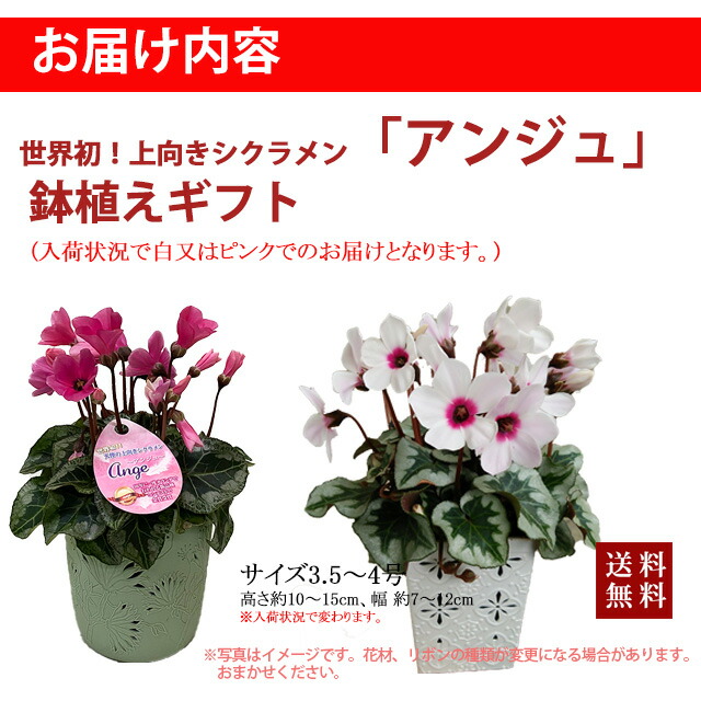 シクラメン アンジュ 3 5寸 ガーデンシクラメン 化粧鉢入り お歳暮 ミニシクラメン新 上向きシクラメン 鉢花 ギフト 世界初 送料無料
