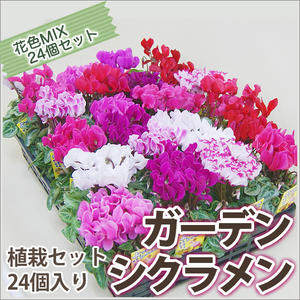 お花差し上げ物花樹有 ７つの安全性のあるお持て成し