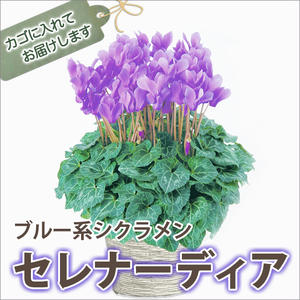 お花差し上げ物花樹有 ７つの安全性のあるお持て成し