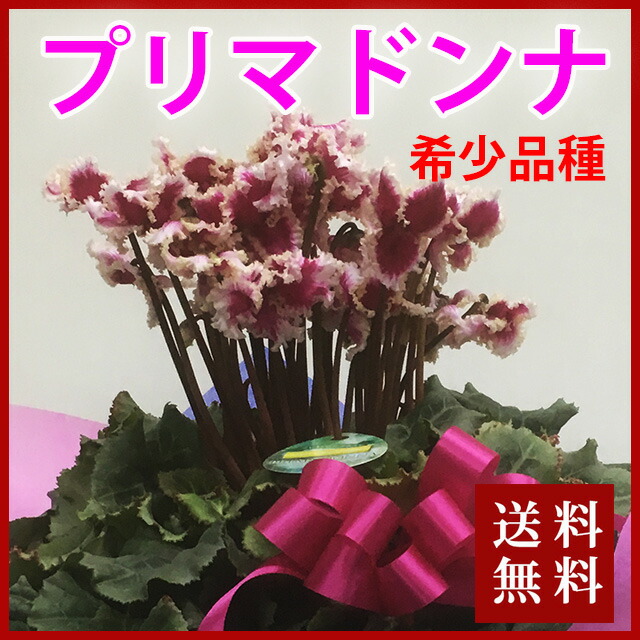 シクラメン 楽天市場】シクラメン アンジュ 3.5寸 上向きシクラメン 世界初