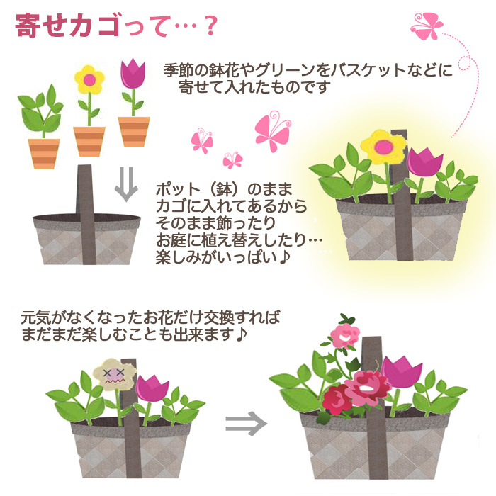 母の日 花 22年 父の日 プレゼント 鉢植え ギフト あじさい 予約 寄せ植え 生花