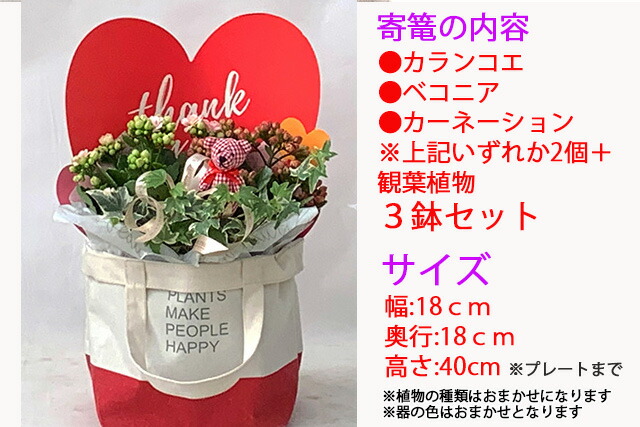 母の日 花 寄せ植え プレゼント 生花 予約 あじさい ギフト 22年 ひまわり 鉢植え 父の日 母の日 花 寄せ植え プレゼント 生花 予約 あじさい ギフト 22年 ひまわり 鉢植え 父の日