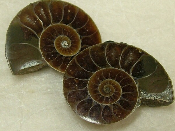 楽天市場】□龍香堂□☆アンモナイト化石 蓋付小物入れ84mm : 龍香堂