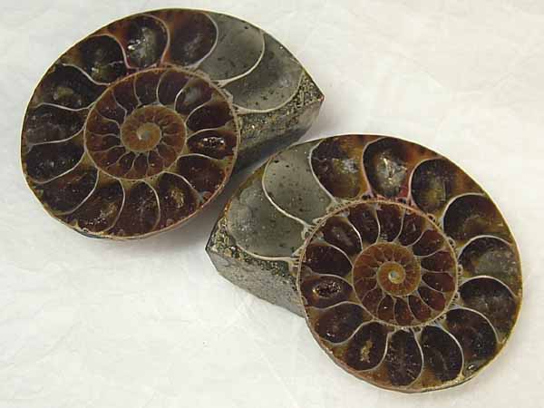 楽天市場】□龍香堂□☆アンモナイト化石 蓋付小物入れ84mm : 龍香堂