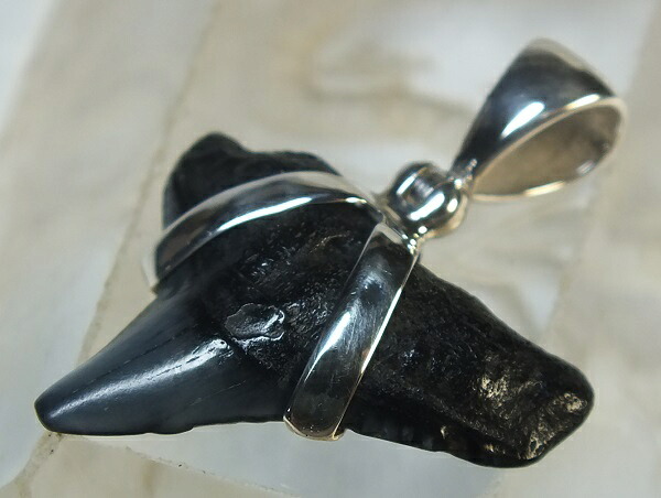■龍香堂■☆鮫歯石化（fossil shark tooth）しろがね色シャンデリヤとっ始め２０粍（ｖ2）