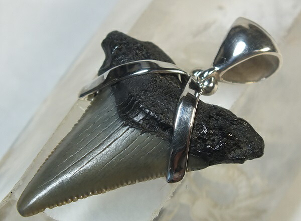 ■龍香堂■☆鮫歯石化（fossil shark tooth）しろがね色シャンデリヤとっ始め３１粍（ｖ3）