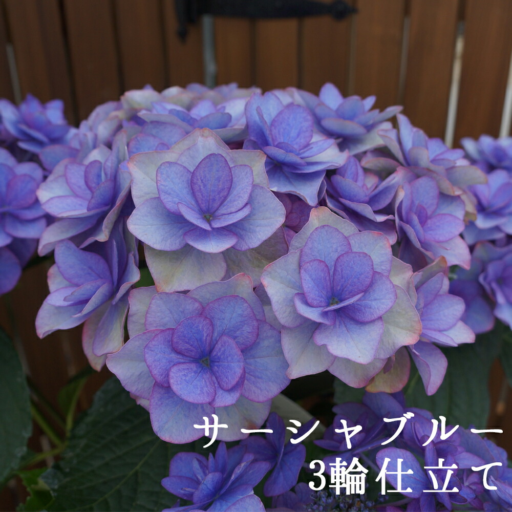 楽天市場 アジサイ 青色あじさいの土 群馬の鉢花ギフト カオプストア