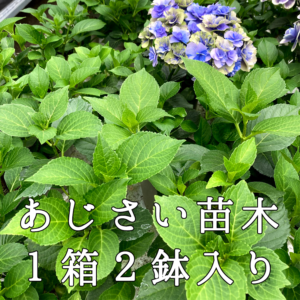 あじさい苗木 2鉢1箱同梱 ご自宅用 さかもと園芸 達人のあじさい 母の日 送料無料 紫陽花 アジサイ 鉢植え Sobolewscy Pl