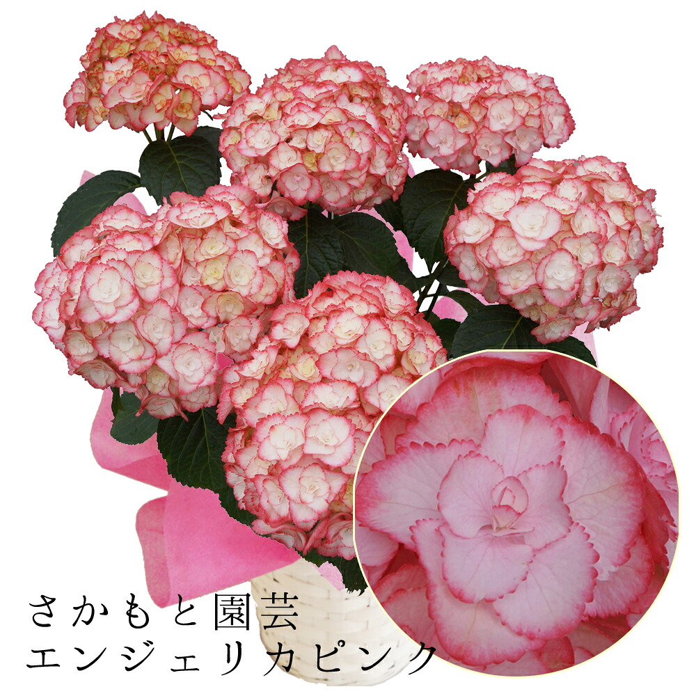 早咲エンジェリカピンク 【さかもと園芸】達人のあじさい【エンジェリカピンク】紫陽花 アジサイ 花鉢植え　入学式 卒業式 離任式 退職祝い 群馬 鉢花 母の日