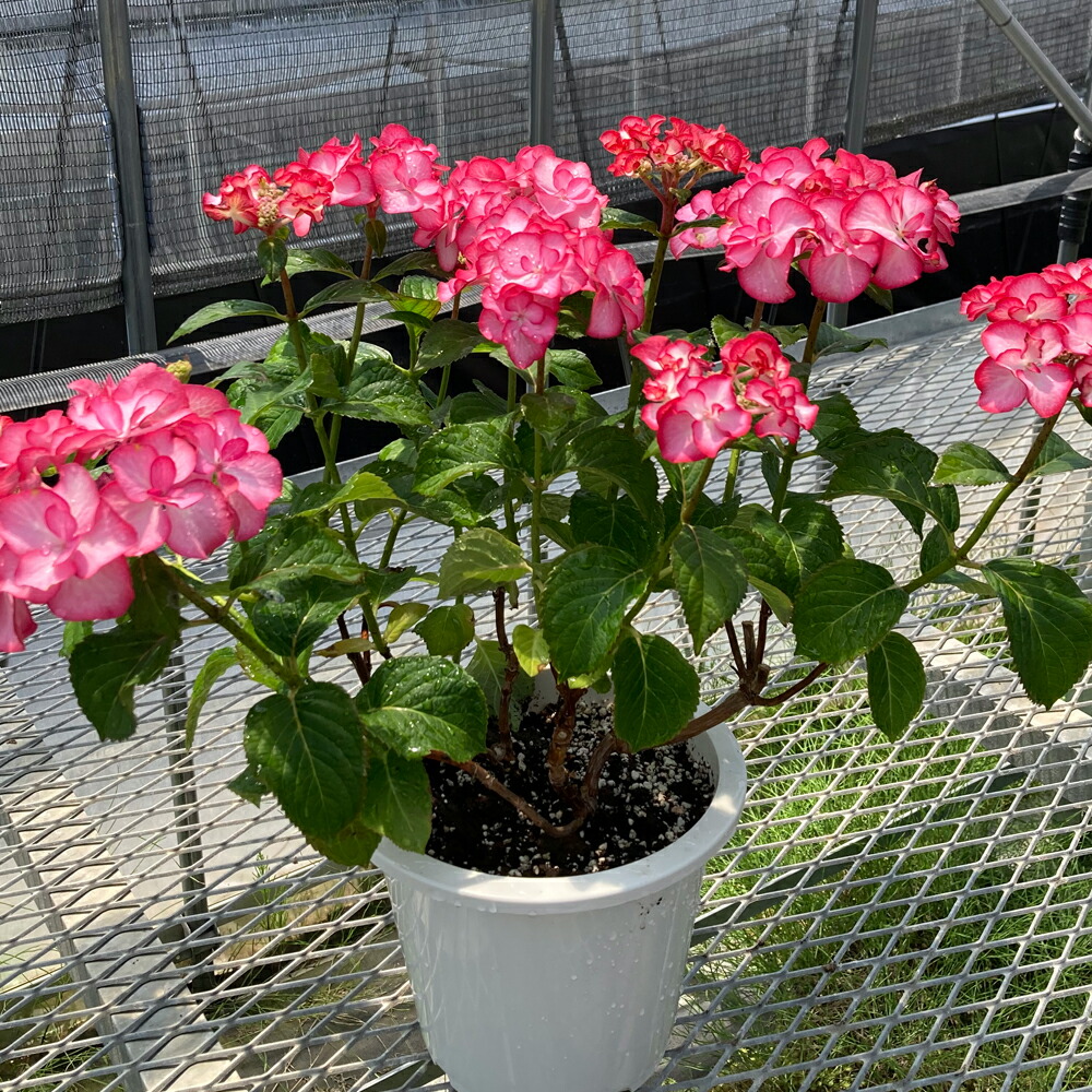 5号鉢 あじさい 紫陽花 アジサイ 花 花鉢植え