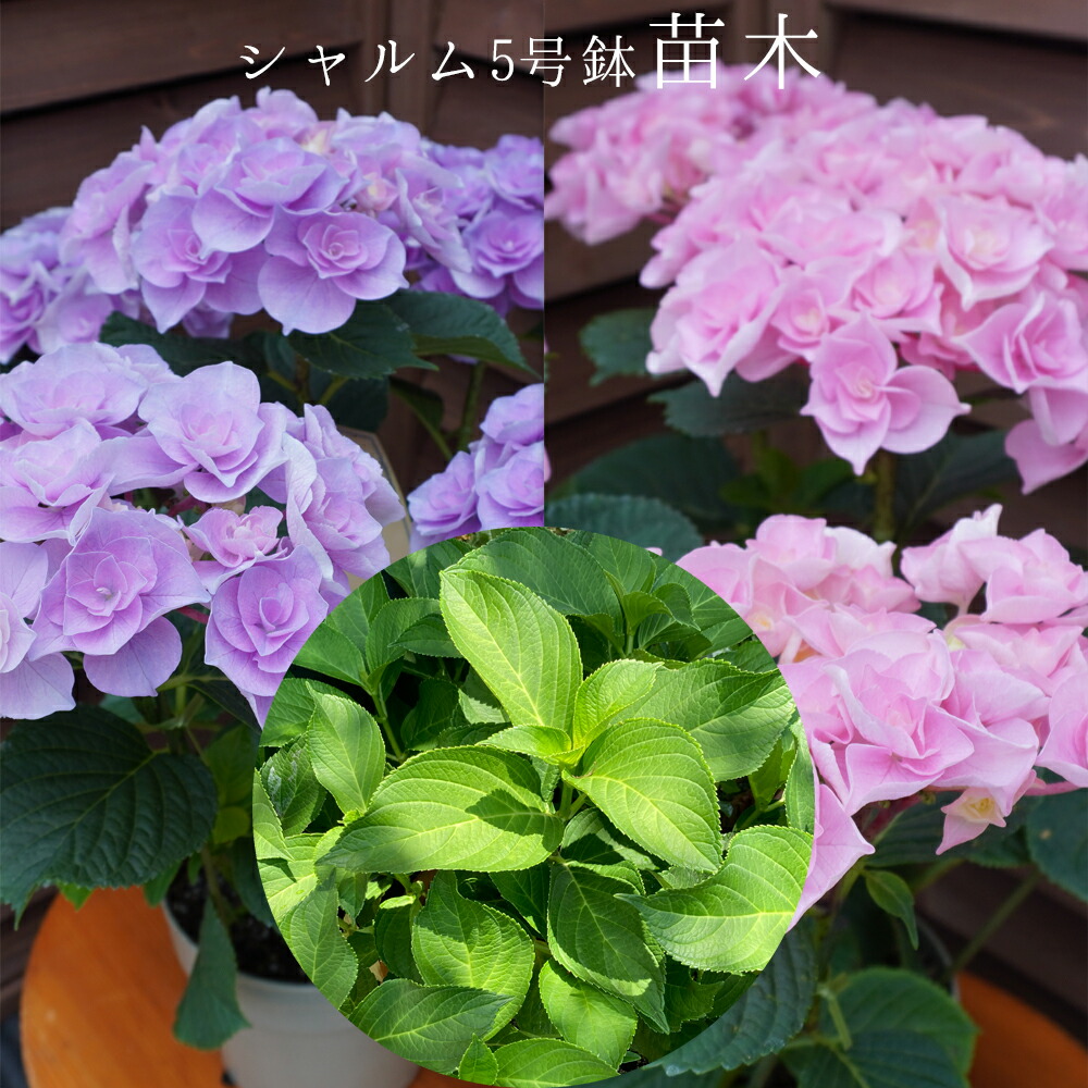 楽天市場】あじさい ペルル 希少あじさい苗 2年目【ペルル苗木】 5号鉢