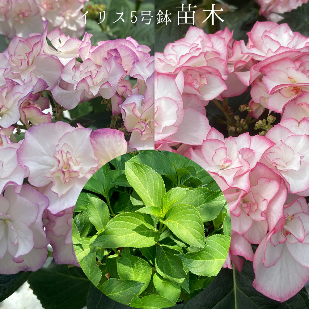 楽天市場】アジサイ 月うさぎ 5号鉢 ハイドランジア 島根県 紫陽花 鉢