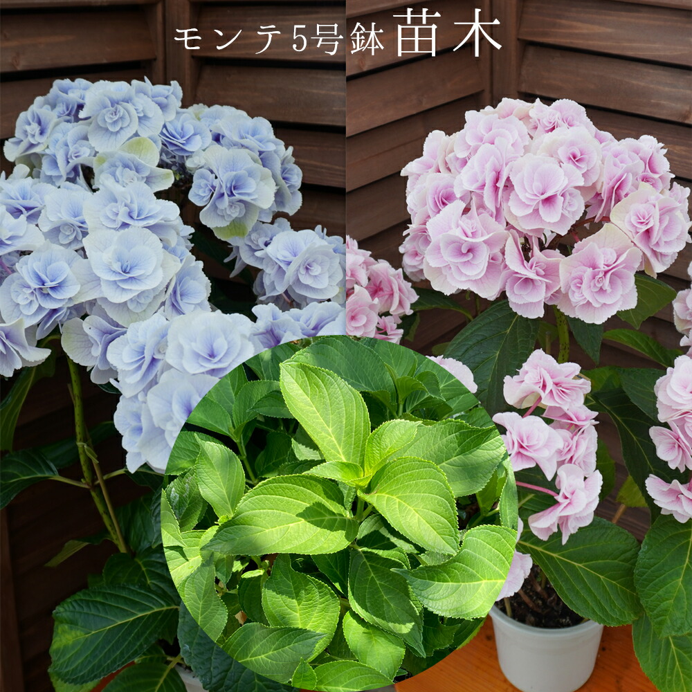 ☆ハイドランジア☆アジサイ☆☆5号鉢☆希少☆ ♡ハイドランジア♡アジサイ♡モコモコタン ♡5号鉢♡希少