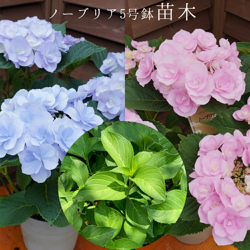 楽天市場】アジサイ クレイジーテンシア ブルー 5号鉢
