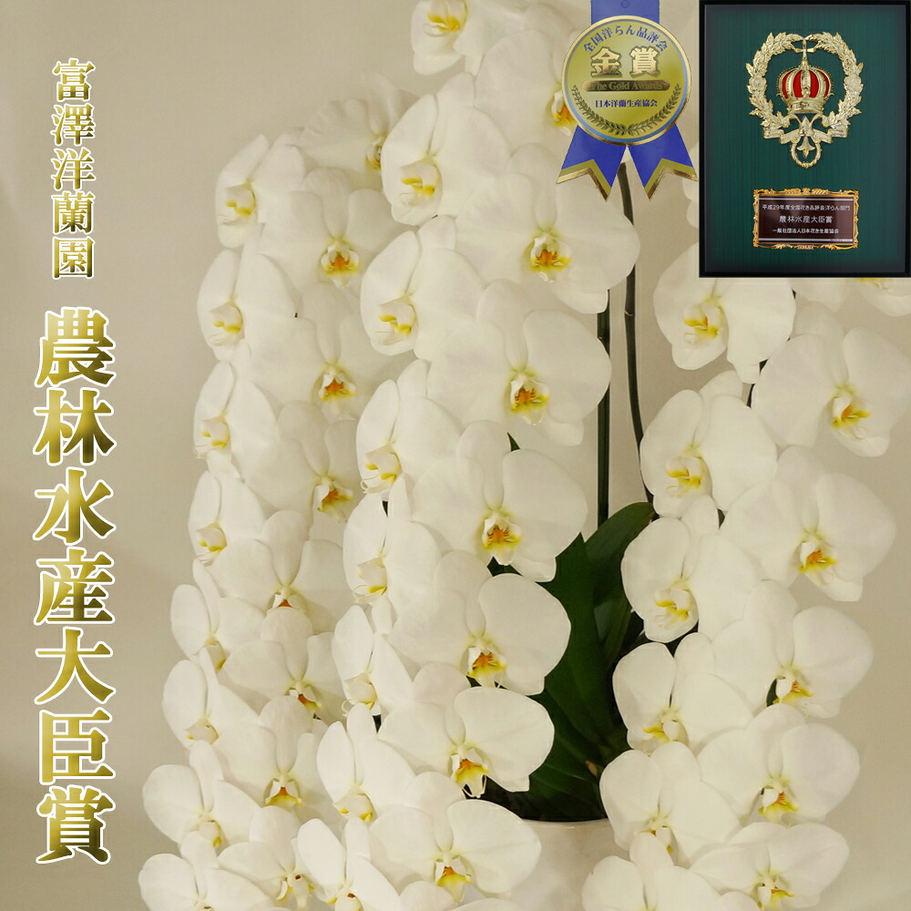夢見鳥蘭 祝賀会 差し上げ物 開店祝賀会 3本立ち 大輪48輪以上(蕾含む) コチョウラン 【富澤洋蘭園】 稼穡水産殿上人賞 勝ち取る生み出すこと者 貨物輸送無料 花鉢植 白大輪 花 鉢花 差し上げ物 群馬の鉢花 母の日 父の日 御盆 初盆 お供え お歳暮 お年賀 生まれ落ちる日 お供え 当選 選出 映像あり