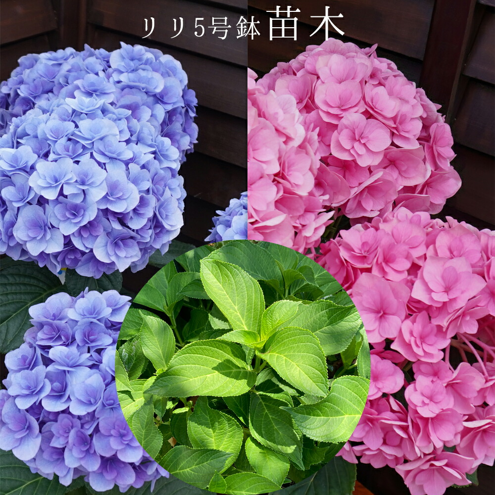 ☆ハイドランジア☆アジサイ☆☆5号鉢☆希少☆ 楽天市場】アジサイ 月うさぎ 5号鉢 ハイドランジア 島根県