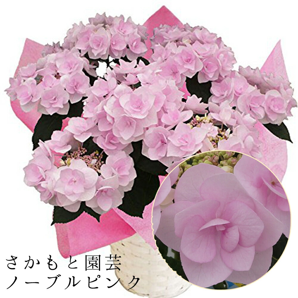 2026 母の日ギフト あじさい鉢植え ノーブルピンク さかもと園芸 達人のあじさい 動画で見れる ポージィブーケ 母の日 送料無料 紫陽花 アジサイ 鉢植え 鉢花 ギフト プレゼント 群馬の鉢花