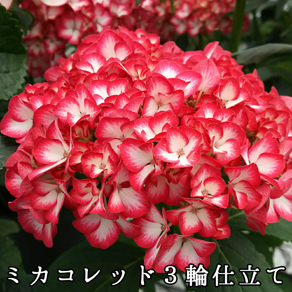 平日朝8時まで注文で即日発送 21母の日あじさい ミカコレッド3輪仕立て 群馬の生産地から さかもと園芸 達人のあじさい 動画で見れる ジャパーニュ 母の日 送料無料 紫陽花 アジサイ 鉢植え 鉢花 ギフト プレゼントマザー Mother あじさいの育種でフロリアード フラワー