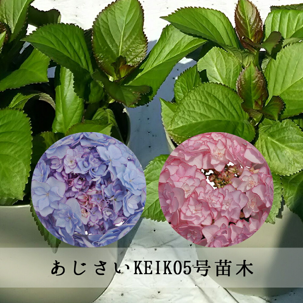 楽天市場 花終わり アジサイ 紫陽花 あじさい ケイコ ブルー 5号鉢苗 21年入荷株 千草園芸