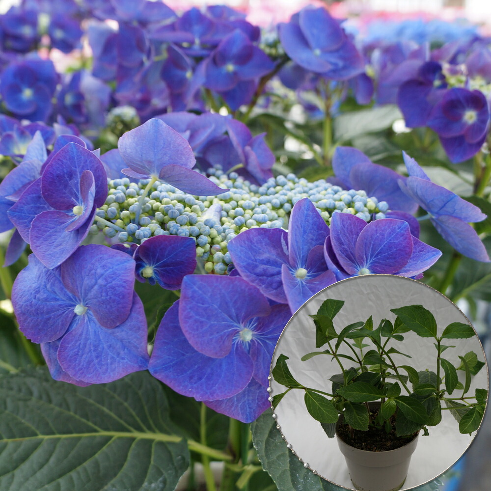 楽天市場】あじさい ペルル 希少あじさい苗 2年目【ペルル苗木】 5号鉢