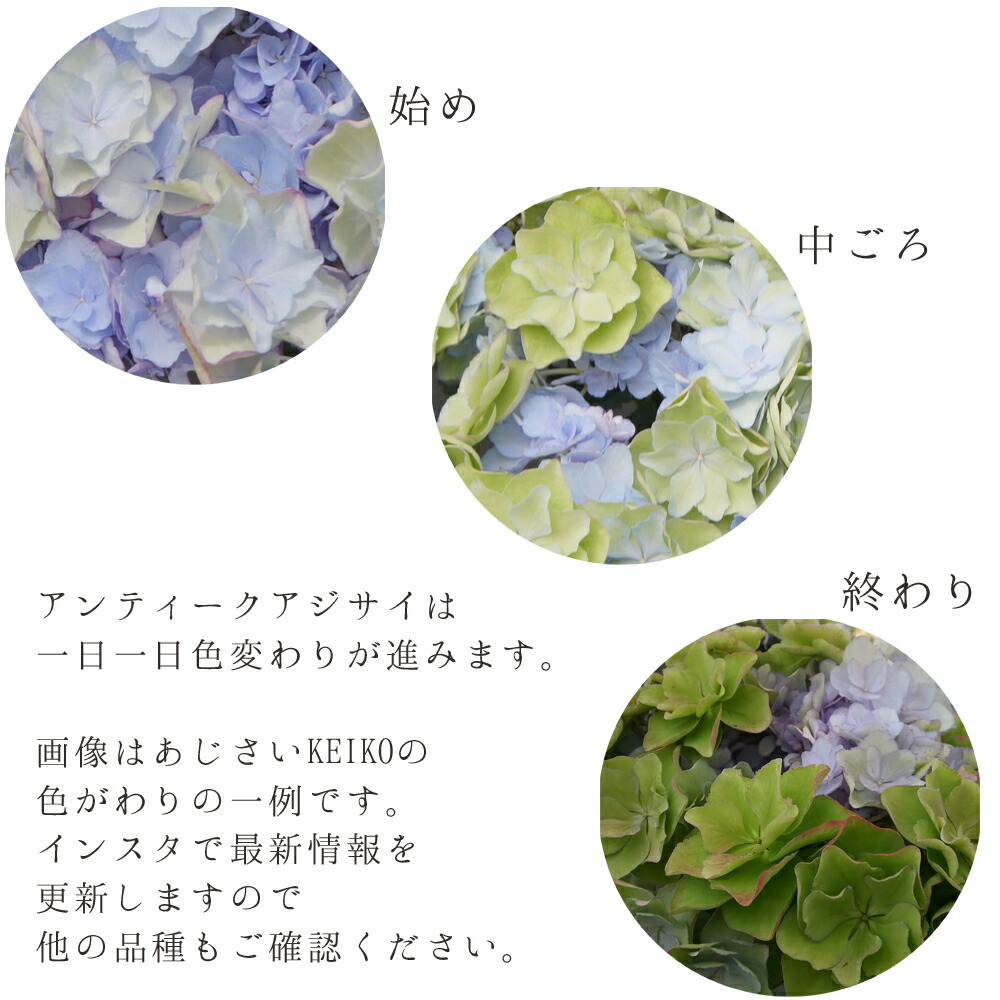 色変わり緑 夏色フェアリービー玉 円型仕立てもの ナンバーくぼみ アンティーク紫陽花 さかもと園芸 親方のあじさい 映像で見れる 送料無料 紫陽花 アジサイ 鉢植え 鉢花 賜物 授与 群馬の鉢花 あじさい鉢植え 花色変じる年代 Msgtours Com