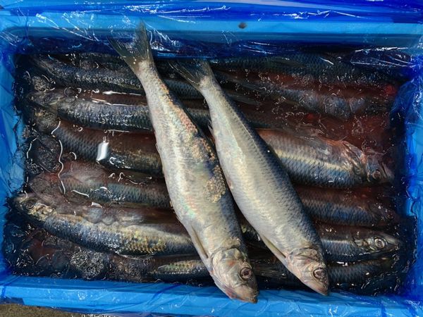 大サイズ〕北海道産活〆真ほっけ5kg（6尾前後）〔B〕