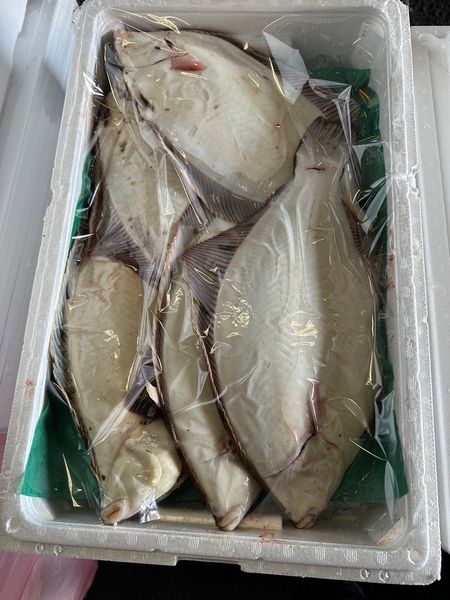 楽天市場】〔高級魚〕北海道産活〆マツカワガレイ2枚（2ｋｇ前後）〔Ｂ〕北港直販☆かれい・カレイ・松川鰈・松皮鰈・王鰈〔代引き不可〕 : 北港直販