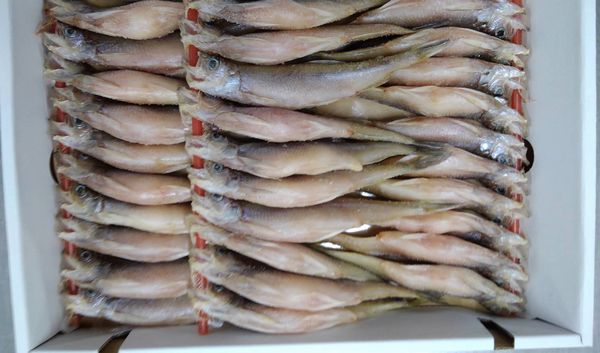 北海道産本ししゃも（オス）（30尾前後）〔Ｅ〕北港直販☆シシャモ