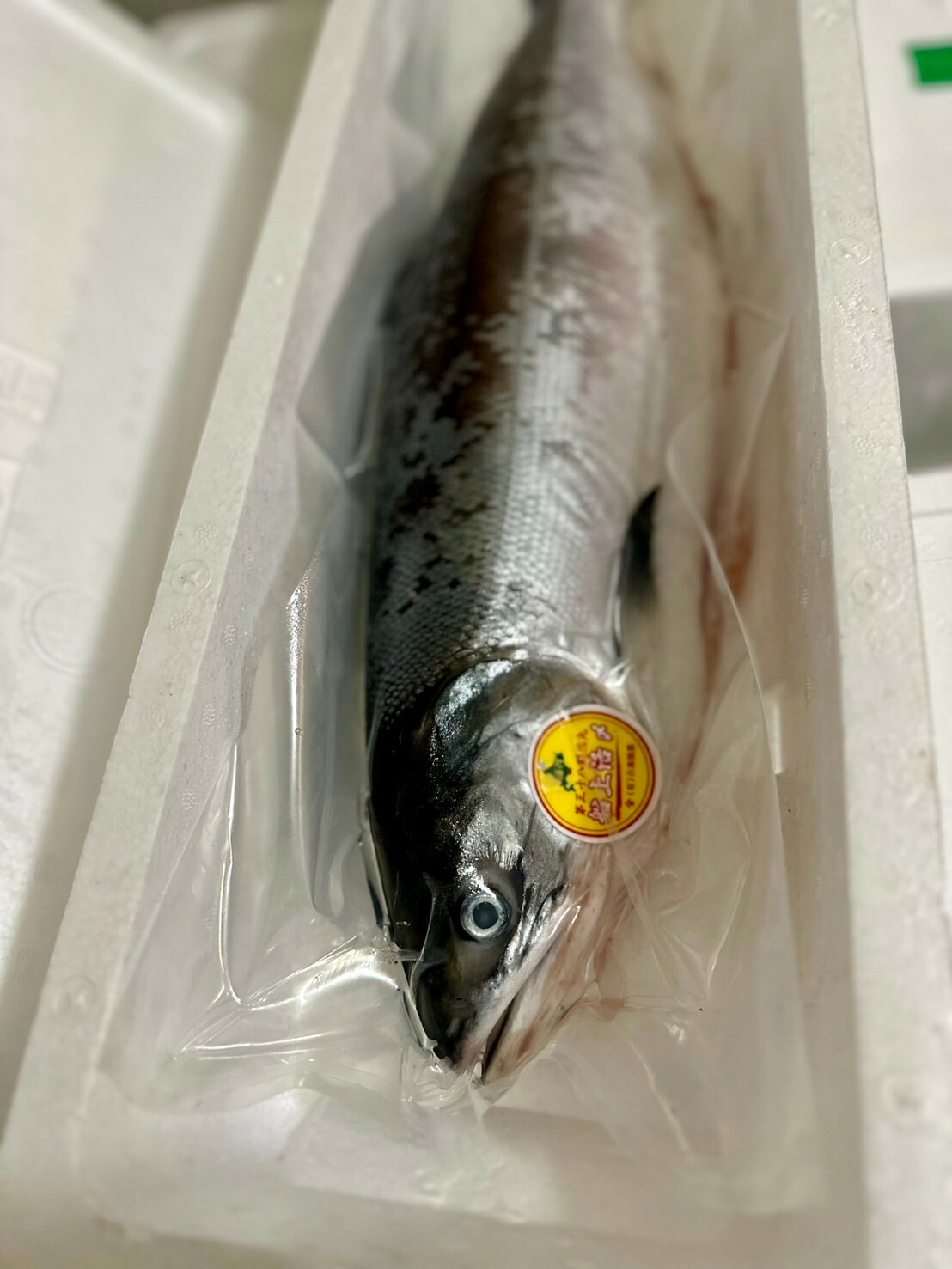 北海道産時鮭セミドレス2.3ｋｇ前後〔K〕北港直販☆しゃけ・シャケ☆